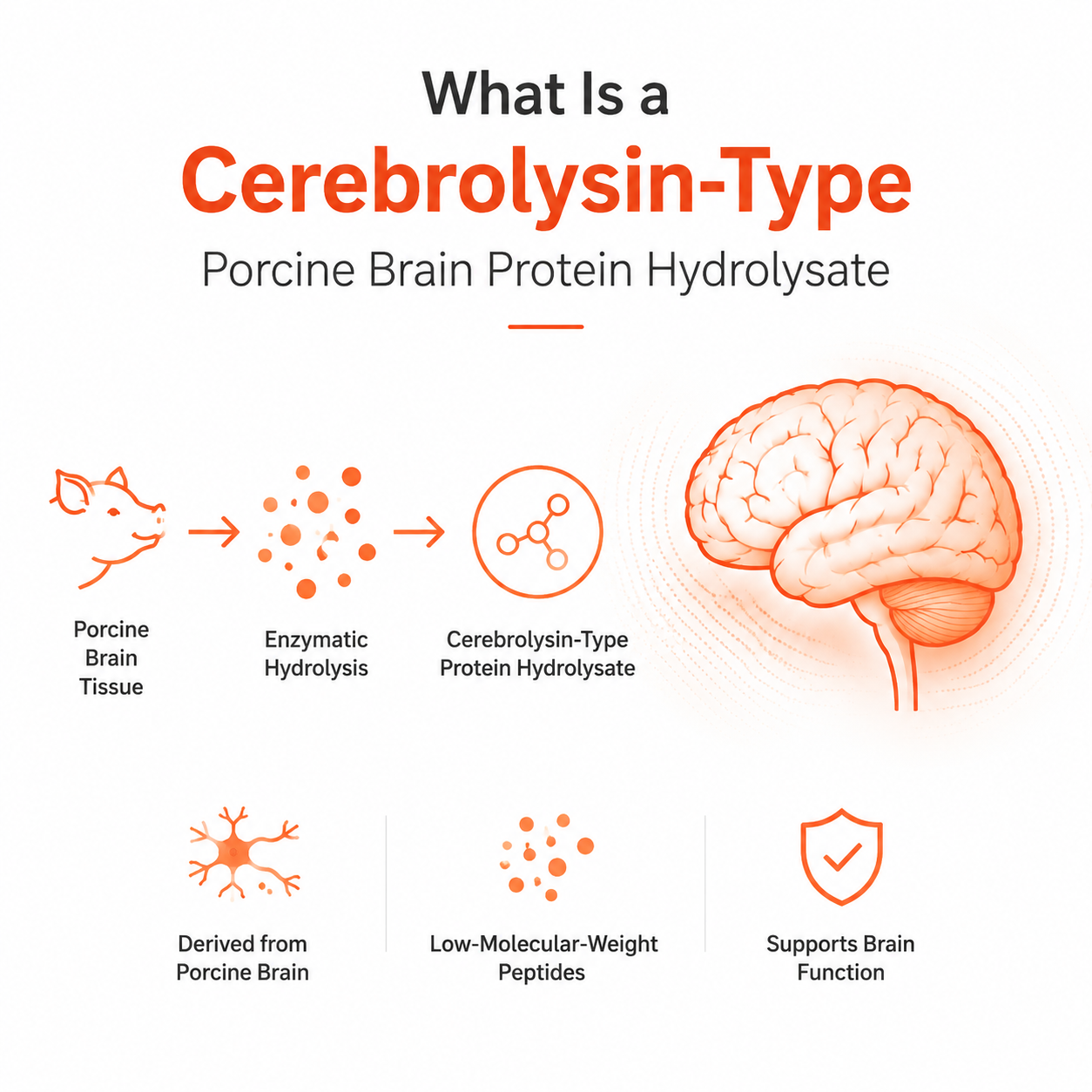 What Is a Cerebrolysin-Type Porcine Brain Protein Hydrolysate