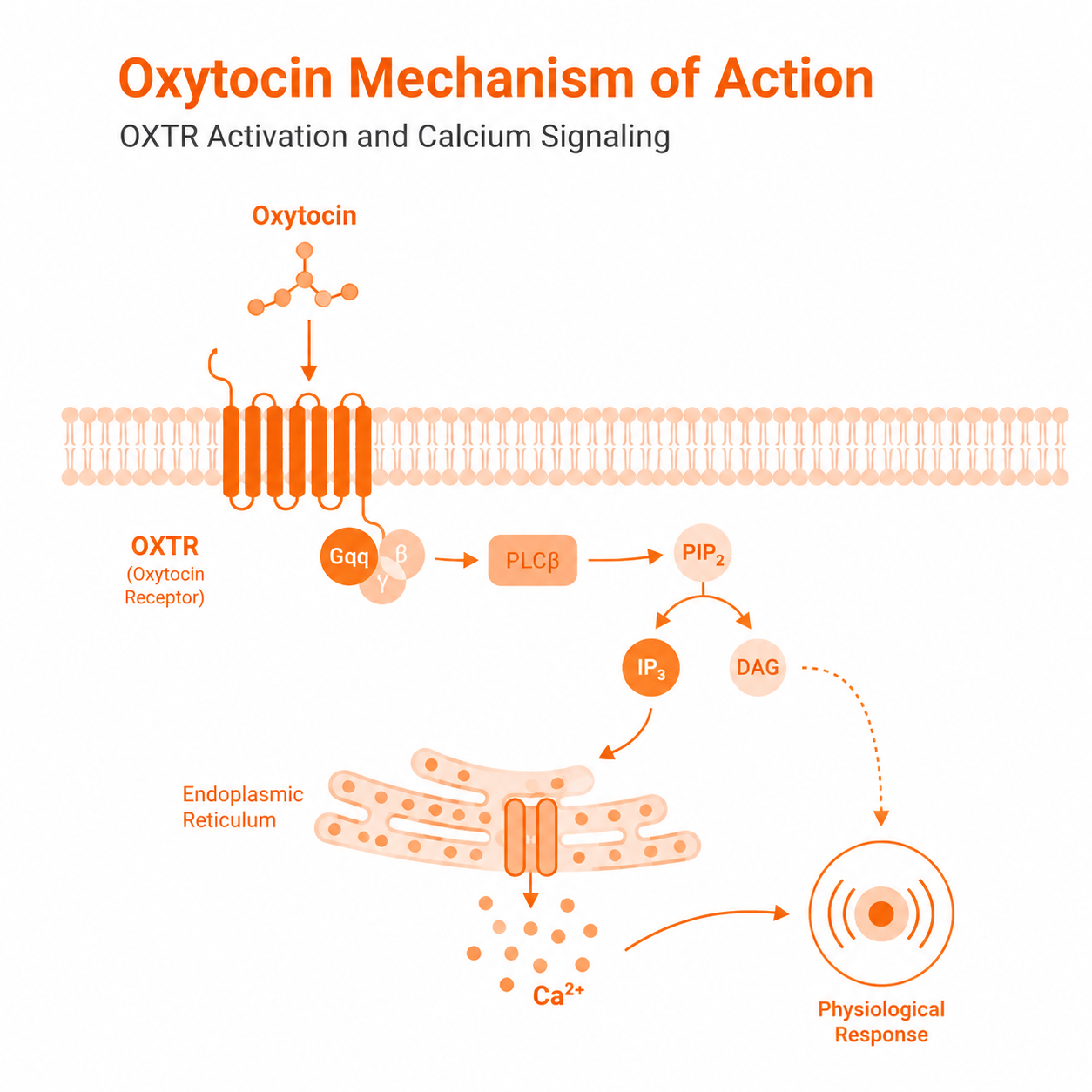 Oxytocin Mechanism of Action